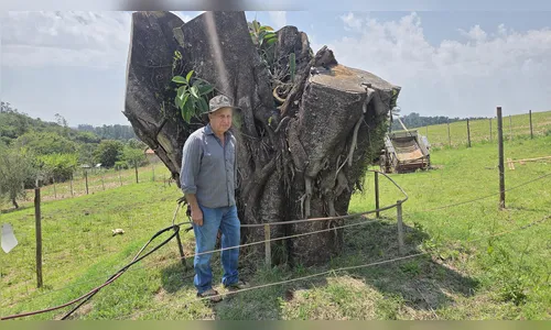 
							‘Esperança’: quase dois anos após queda, falsa-seringueira volta a criar raízes em Apucarana
						
						