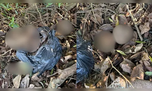 
							Polícia apura se cinco crânios humanos achados em Ibiporã vieram de túmulos de Londrina (PR)
						
						