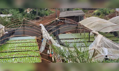 
							Prejuízo com temporal chega a R$ 3,3 milhões no setor agropecuário de Apucarana
						
						