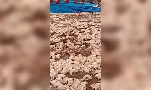
							Tempestade destrói granja em Apucarana e faz produtor abandonar atividade
						
						