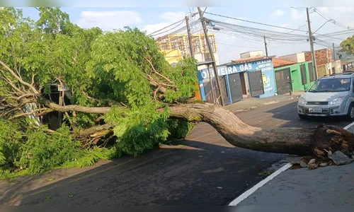 
							Temporal causa estragos em diferentes pontos de Apucarana; veja fotos
						
						