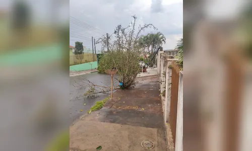 
							Temporal causa estragos em diferentes pontos de Apucarana; veja fotos
						
						