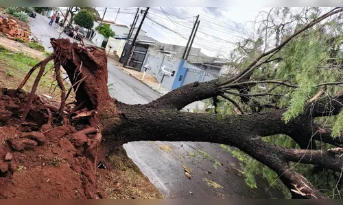 
							Temporal causa estragos em diferentes pontos de Apucarana; veja fotos
						
						