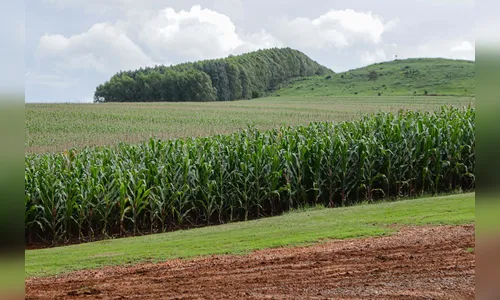 
							Valor da produção agrícola do Paraná cresce 21,9% e estado recupera posição no ranking nacional
						
						