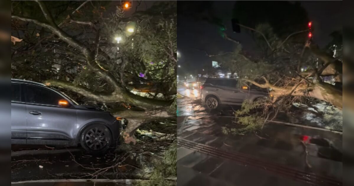 Mulher fica ferida após árvore de grande porte cair sobre carro durante temporal em Maringá