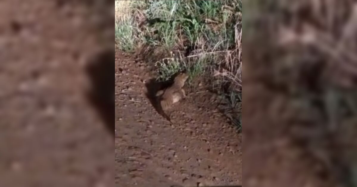 Morador faz registro raro de jacaré-de-papo-amarelo em Apucarana; veja