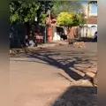 Tutora leva multa de R$ 3,5 mil por deixar pitbulls soltos na rua em Arapongas