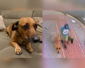 Cão morre após ataque na Praça do 28; tutora fica ferida e responsável foge