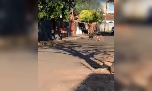 
							Tutora leva multa de R$ 3,5 mil por deixar pitbulls soltos na rua em Arapongas
						
						