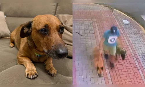 Cão morre após ataque na Praça do 28; tutora fica ferida e responsável foge