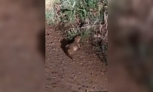 
							Morador faz registro raro de jacaré-de-papo-amarelo em Apucarana; veja
						
						