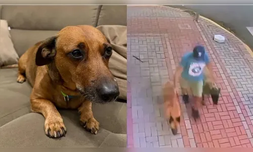 
							Polícia aguarda depoimento de tutora para analisar responsabilização de homem após ataque fatal a basset em Apucarana
						
						