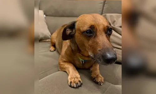 
							Tutor de cães que mataram Basset em Apucarana pode responder por três crimes, diz promotora
						
						