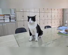 O gato que virou o ‘quarto diretor’ de colégio em Apucarana (PR)