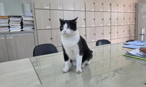 
							O gato que virou o ‘quarto diretor’ de colégio em Apucarana (PR)
						
						