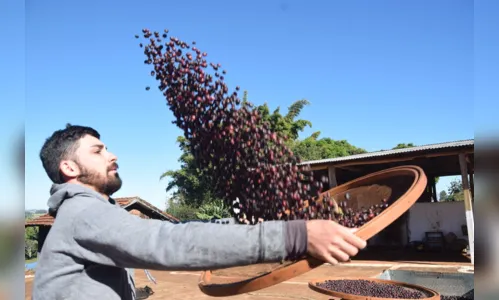 
							Safra do café no Vale do Ivaí tem início com preço em alta
						
						