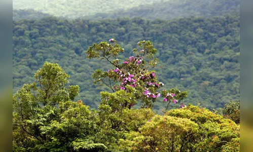 
							Paraná tem novo mapeamento de cobertura vegetal
						
						