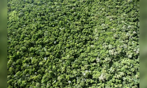
						
							Paraná tem novo mapeamento de cobertura vegetal
						
						