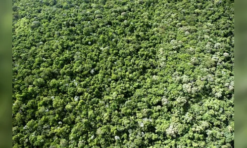 
							Paraná tem novo mapeamento de cobertura vegetal
						
						