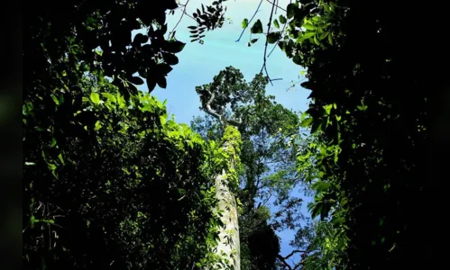 
							Paraná tem novo mapeamento de cobertura vegetal
						
						
