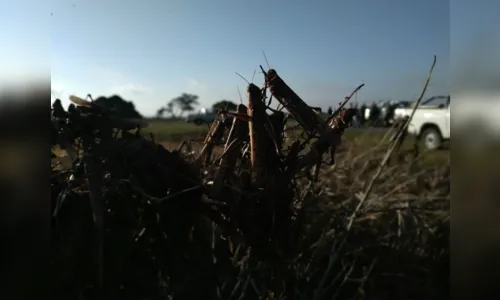 
						
							Nuvem de gafanhotos que está na Argentina se aproxima do Brasil
						
						