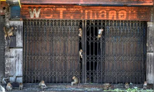 
							Tailândia tenta recuperar o controle da 'Cidade dos Macacos'
						
						