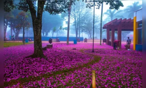 
							Centro da cidade de Arapongas recebe 'Chuva de flores'
						
						