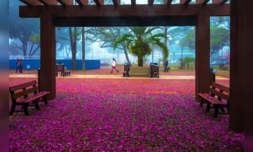 
							Centro da cidade de Arapongas recebe 'Chuva de flores'
						
						