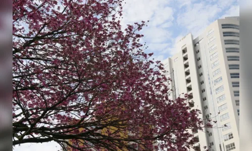 
							Floradas embelezam e amenizam dias duros da quarentena em Apucarana
						
						