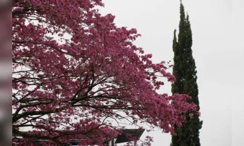
							Floradas embelezam e amenizam dias duros da quarentena em Apucarana
						
						