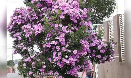 
							Floradas embelezam e amenizam dias duros da quarentena em Apucarana
						
						