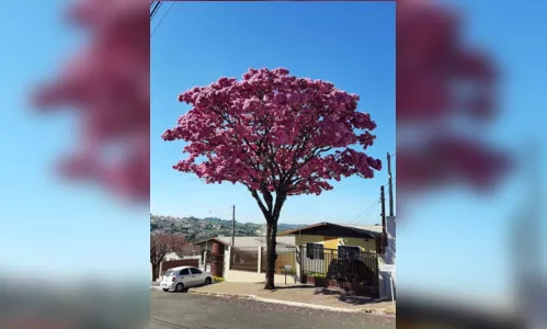 
							Florada destaca ipês na paisagem urbana de Apucarana
						
						