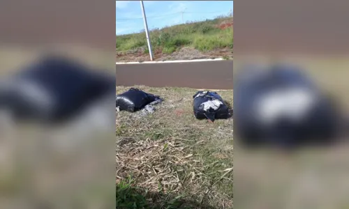 
							GCM registra descarte irregular de móveis e tecidos em Apucarana
						
						