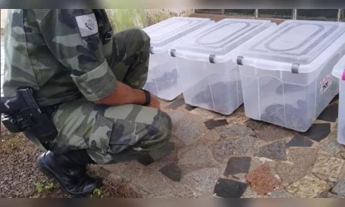 
							PM Ambiental encontra mais de 150 cobras dentro de uma casa em Mandaguari
						
						
