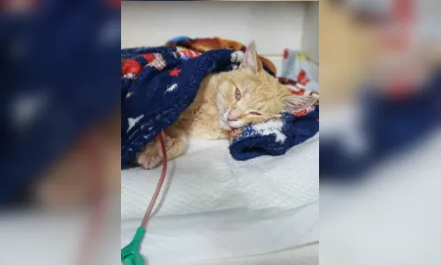 
							Gato é arremessado e fica enroscado em varal de arame farpado; assista
						
						