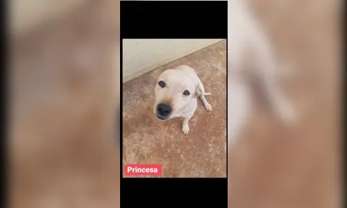 
							Dez cães são resgatados às margens da BR-376 em Apucarana
						
						