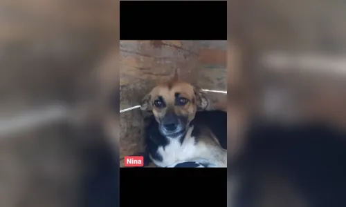 
							Dez cães são resgatados às margens da BR-376 em Apucarana
						
						