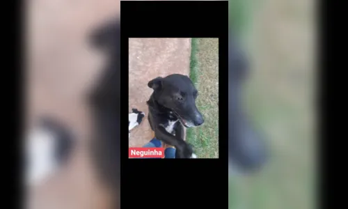 
							Dez cães são resgatados às margens da BR-376 em Apucarana
						
						