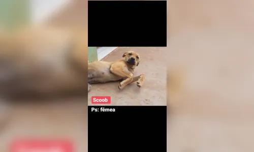 
							Dez cães são resgatados às margens da BR-376 em Apucarana
						
						