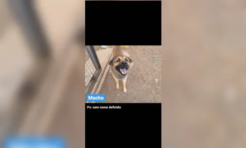 
							Dez cães são resgatados às margens da BR-376 em Apucarana
						
						