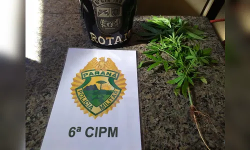 
							Pé de maconha é encontrado em Praça de Ivaiporã
						
						
