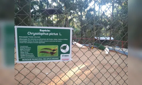 
							Prefeitura revitaliza Bosque Municipal de Apucarana
						
						