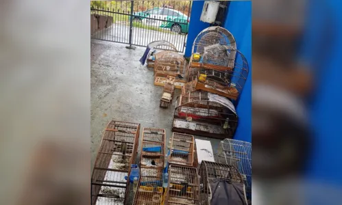 
							Polícia Ambiental resgata mais de 200 pássaros mantidos em cativeiros na região
						
						