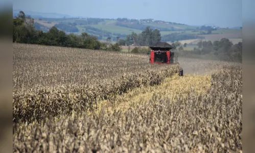 
							Agricultores comemoram produtividade e mercado do milho em alta
						
						