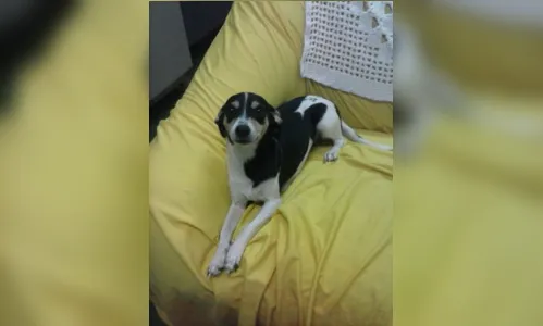 
							Moradora pede ajuda para encontrar cachorrinha desaparecida em Apucarana
						
						