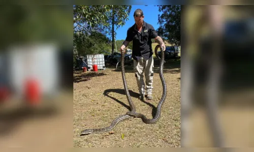 
							Cobras de quase três metros caem do forro de uma residência
						
						