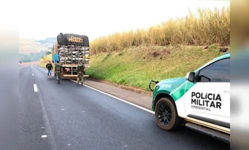
							PM aplica multa de R$47 mil por transporte irregular de carvão em Arapongas
						
						