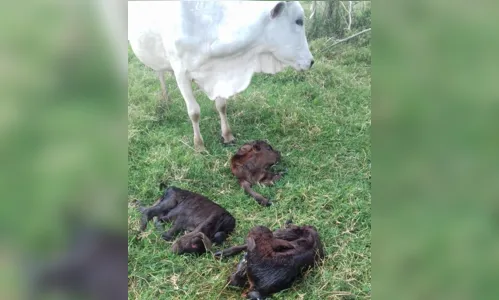 
							Três vacas dão à luz bezerros trigêmeos ao mesmo tempo no interior do Paraná
						
						