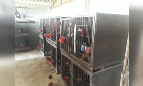 
							PM Ambiental encontra galos feridos entre Ortigueira e Rosário do Ivaí
						
						