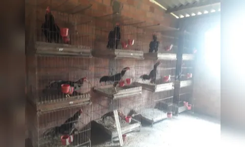 
							PM Ambiental encontra galos feridos entre Ortigueira e Rosário do Ivaí
						
						
